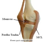 medial-collateral-ligament